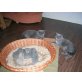 Britisch Kurzhaarkatze - Katze