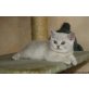 Britisch Kurzhaarkatze - Katze