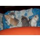 Britisch Kurzhaarkatze - Katze