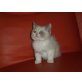 Britisch Kurzhaarkatze - Katze
