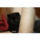 Britisch Kurzhaarkatze - Katze