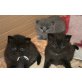 Britisch Kurzhaarkatze - Katze