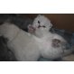 Britisch Kurzhaarkatze - Katze