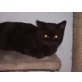 Britisch Kurzhaarkatze - Katze