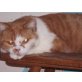 Britisch Kurzhaarkatze - Katze