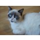 Britisch Kurzhaarkatze - Katze