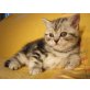 Britisch Kurzhaarkatze - Katze