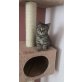 Britisch Kurzhaarkatze - Katze