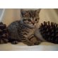 Britisch Kurzhaarkatze - Katze