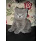 Britisch Kurzhaarkatze - Katze