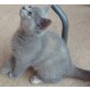 Britisch Kurzhaarkatze - Katze