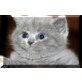 Britisch Kurzhaarkatze - Katze