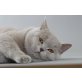 Britisch Kurzhaarkatze - Katze