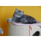 Britisch Kurzhaarkatze - Katze