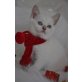 Britisch Kurzhaarkatze - Katze