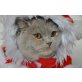 Britisch Kurzhaarkatze - Katze