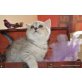 Britisch Kurzhaarkatze - Katze