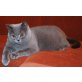 Britisch Kurzhaarkatze - Katze