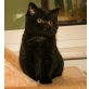 Britisch Kurzhaarkatze - Katze