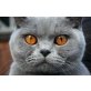 Britisch Kurzhaarkatze - Katze