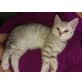 Britisch Kurzhaarkatze - Katze