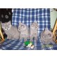 Britisch Kurzhaarkatze - Katze