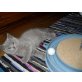 Britisch Kurzhaarkatze - Katze