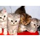 Britisch Kurzhaarkatze - Katze
