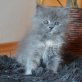 Britisch Kurzhaarkatze - Katze