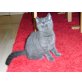 Britisch Kurzhaarkatze - Katze