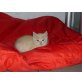 Britisch Kurzhaarkatze - Katze