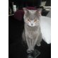 Britisch Kurzhaarkatze - Katze