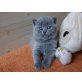 Britisch Kurzhaarkatze - Katze