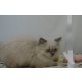Britisch Kurzhaarkatze - Katze