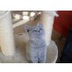 Britisch Kurzhaarkatze - Katze