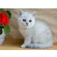 Britisch Kurzhaarkatze - Katze
