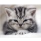 Britisch Kurzhaarkatze - Katze