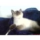 Britisch Kurzhaarkatze - Katze