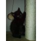 Britisch Kurzhaarkatze - Katze
