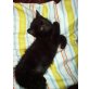 Britisch Kurzhaarkatze - Katze