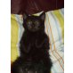 Britisch Kurzhaarkatze - Katze