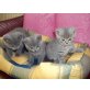 Britisch Kurzhaarkatze - Katze