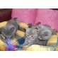 Britisch Kurzhaarkatze - Katze