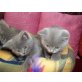 Britisch Kurzhaarkatze - Katze