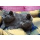 Britisch Kurzhaarkatze - Katze