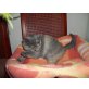 Britisch Kurzhaarkatze - Katze