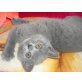 Britisch Kurzhaarkatze - Katze