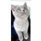 Britisch Kurzhaarkatze - Katze