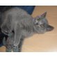 Britisch Kurzhaarkatze - Katze