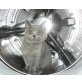 Britisch Kurzhaarkatze - Katze